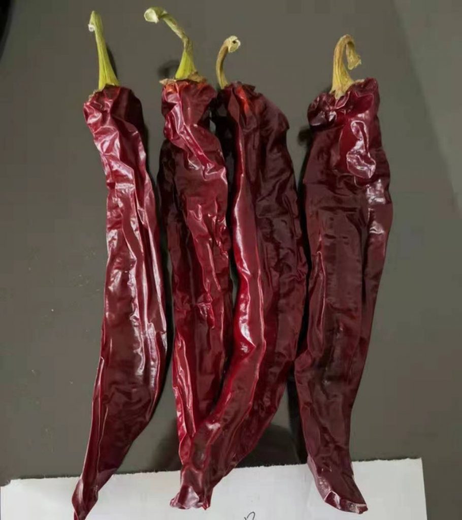 新疆板椒系列