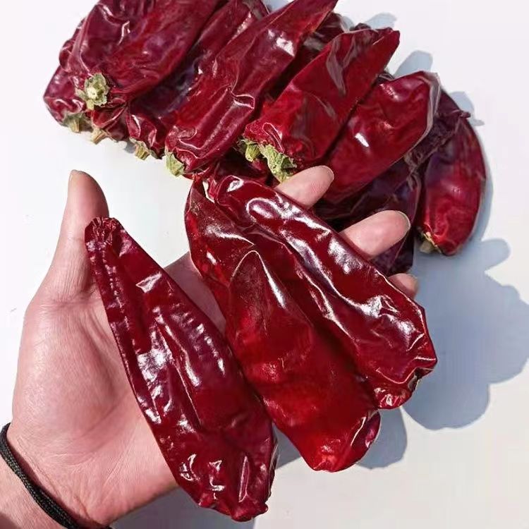新疆板椒系列