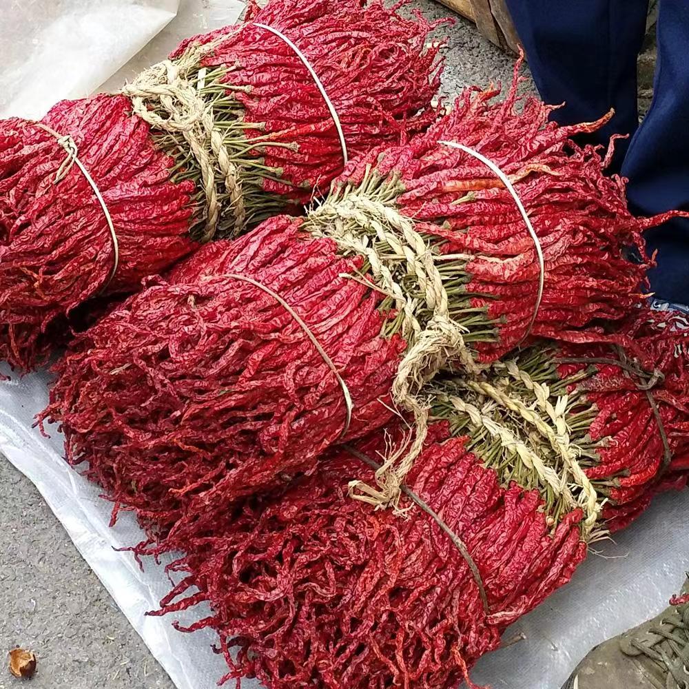 贵州大方皱椒