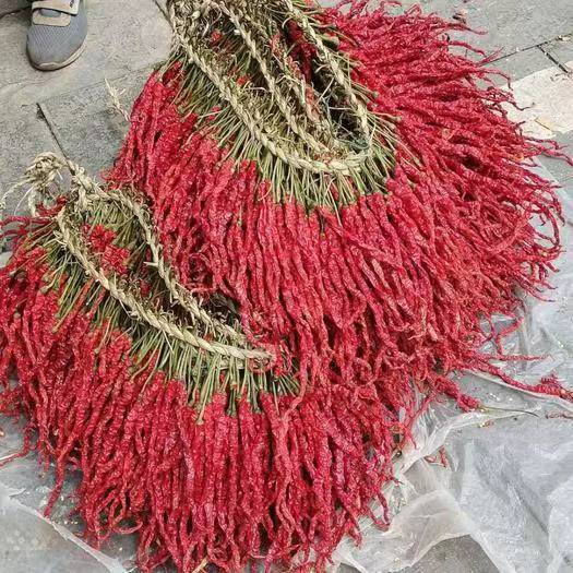 贵州大方皱椒